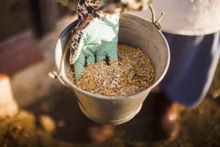 Blogs 3 Gloved hand in a bucket of mixed animal feed.
