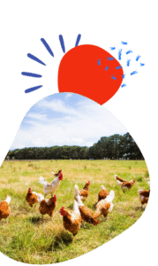 A red sun and blue splashes over a photo of chickens in a field.
