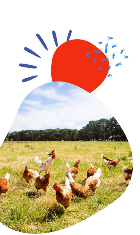 A red sun and blue splashes over a photo of chickens in a field.