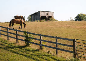 Horses on a farm.