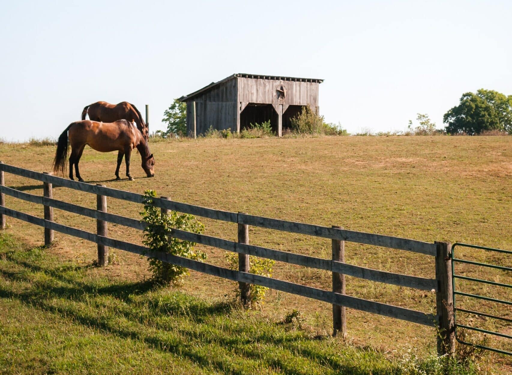 A horse in a field
