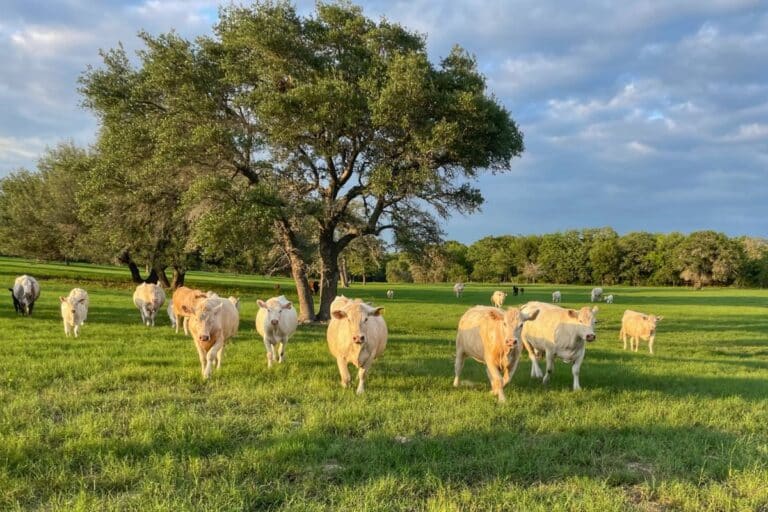 Blogs 4 Cattle standing in a green pasture beneath mature trees.