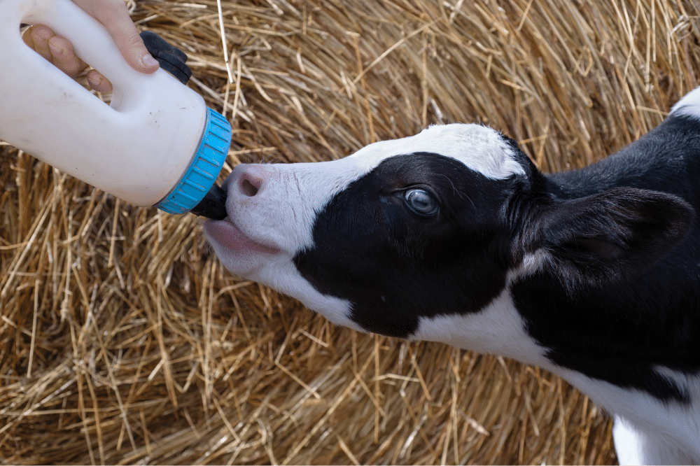 Calf being bottle-fed by person.