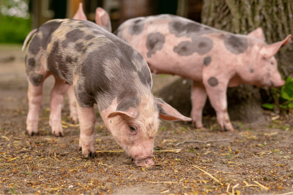 Two piglets eating from ground.