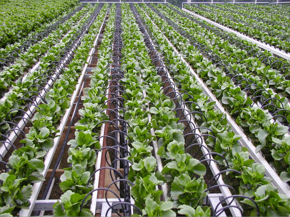 Hydroponic lettuce growing in rows.