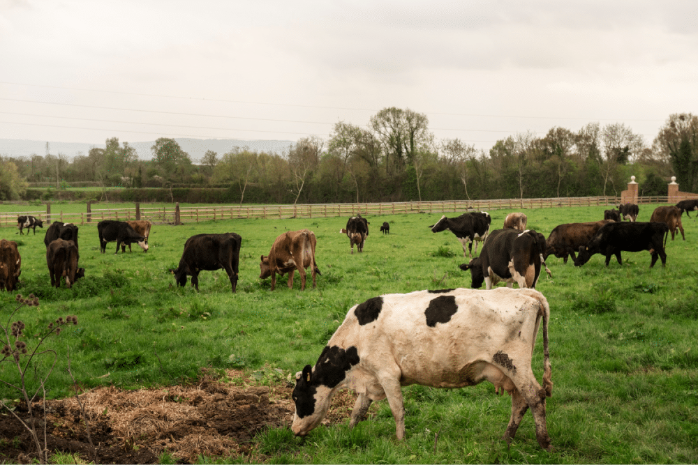 Cows grazing in green pasture.