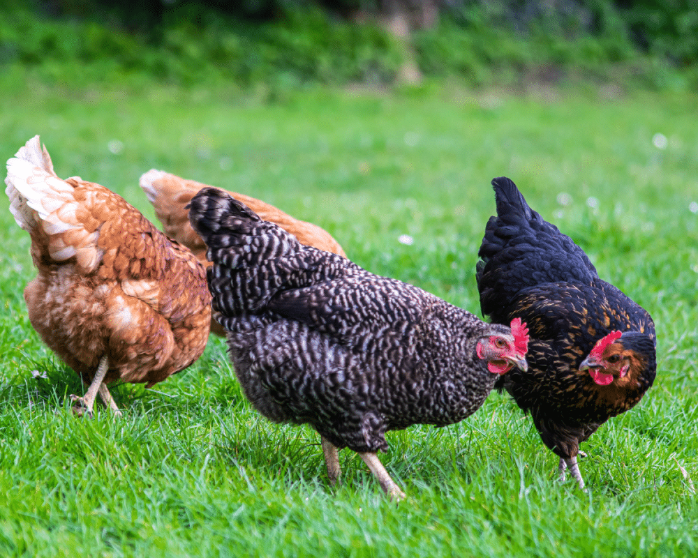 Chickens pecking in the grass.