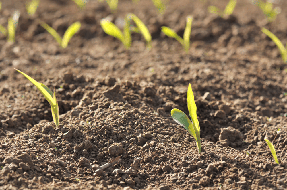 Young green sprouts in soil.