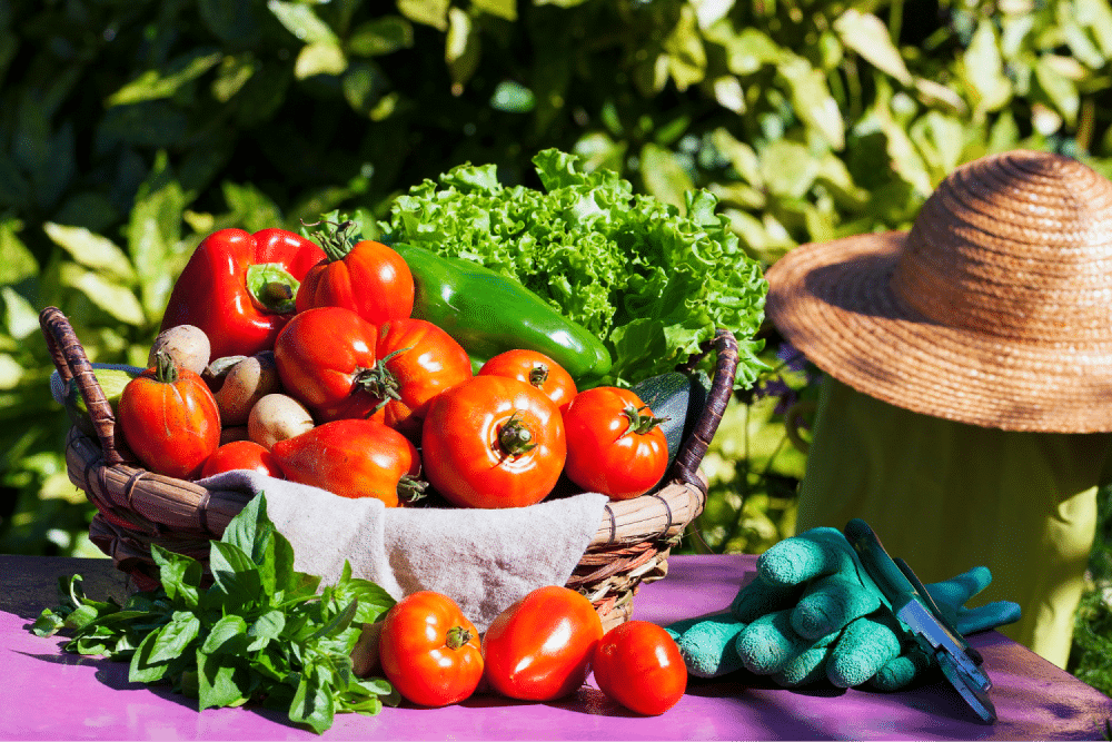 Basket of fresh garden vegetables.