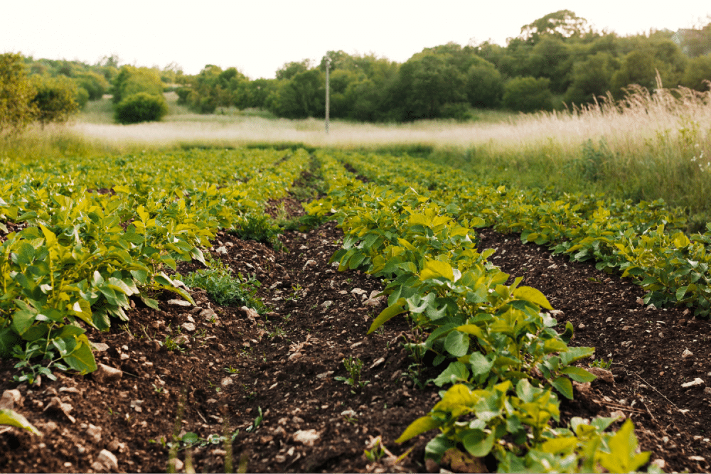 Green plants growing in rows.