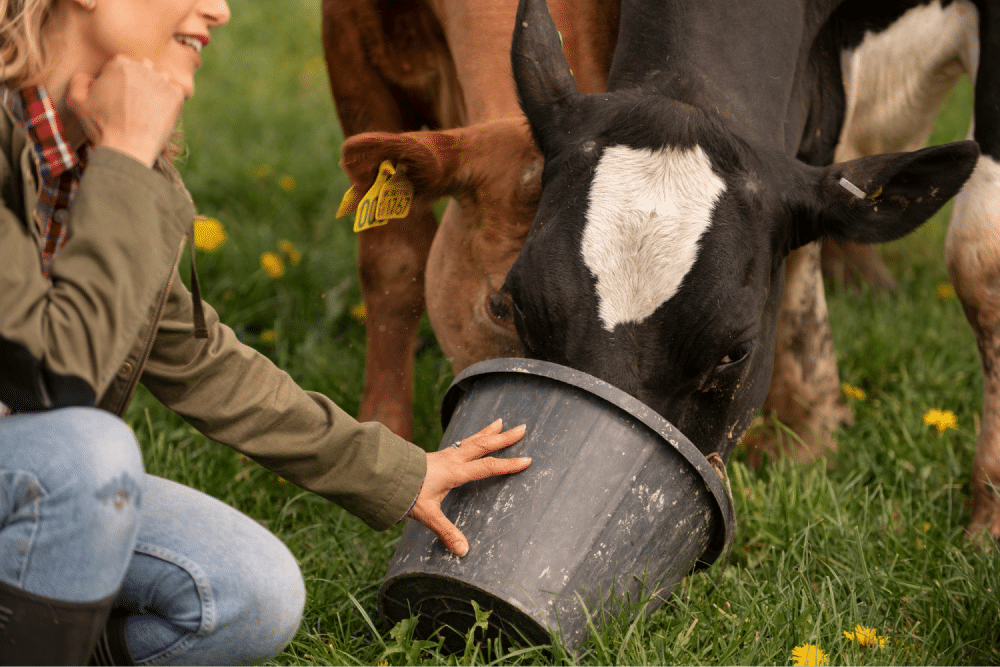 A Guide to Animal Feed Types and Their Key Benefits