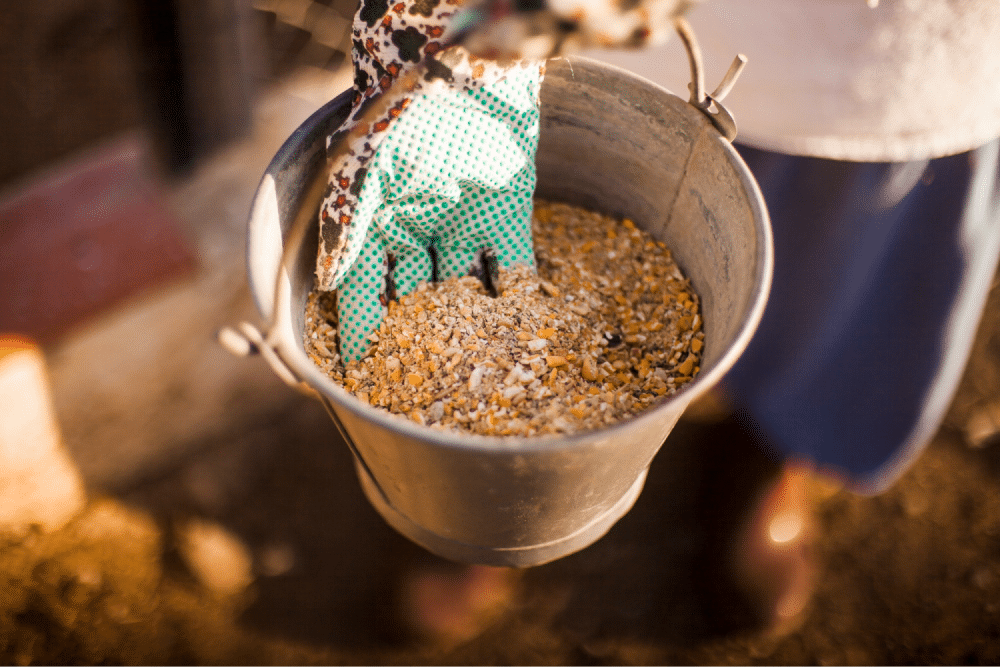 Person scooping animal feed bucket.