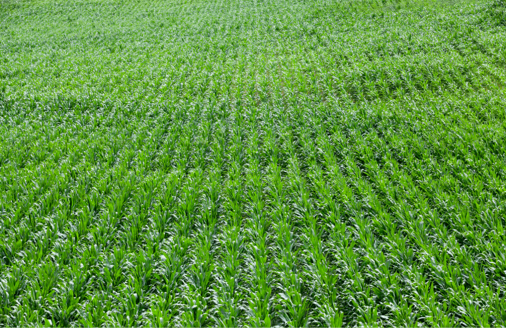 Field with green plants growing.