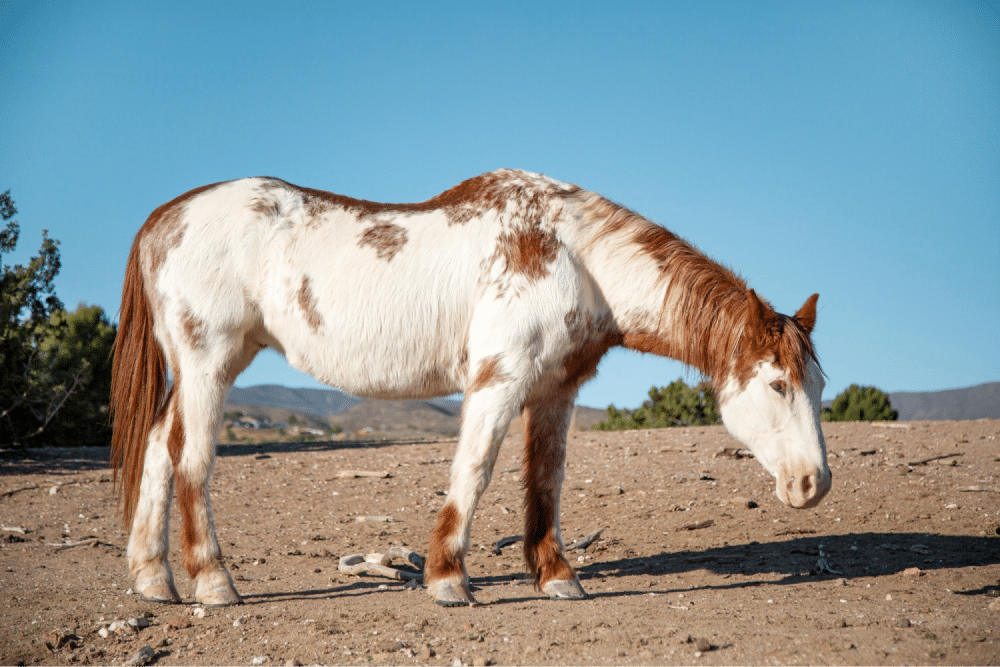 Brown and white horse standing.