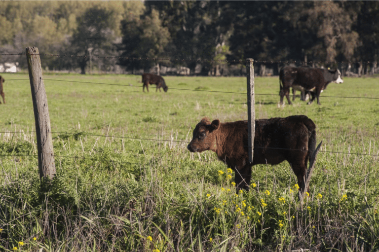 Choosing The Best Fence for Cattle