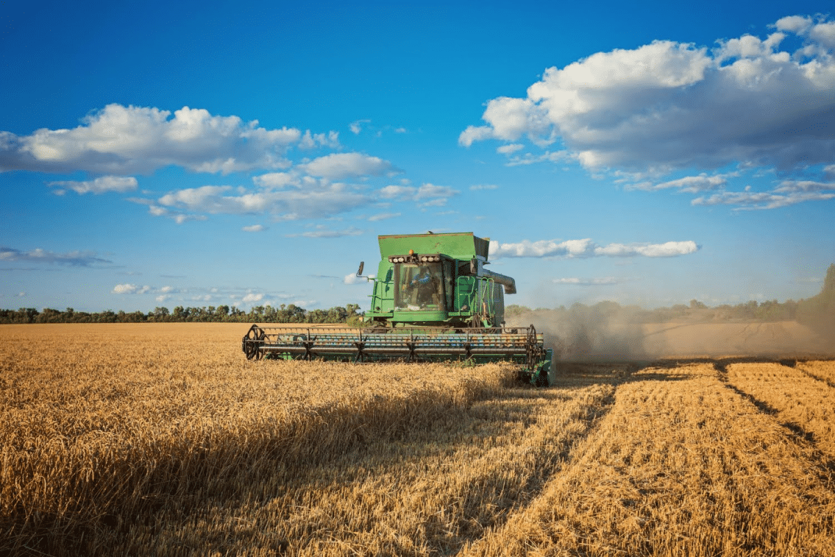 A combine harvester gathering wheat in a golden field with blue skies and scattered clouds.