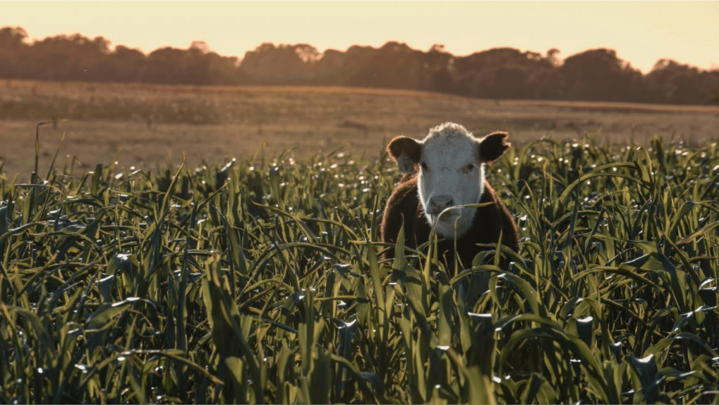 What Are The Benefits of Mixed Farming?