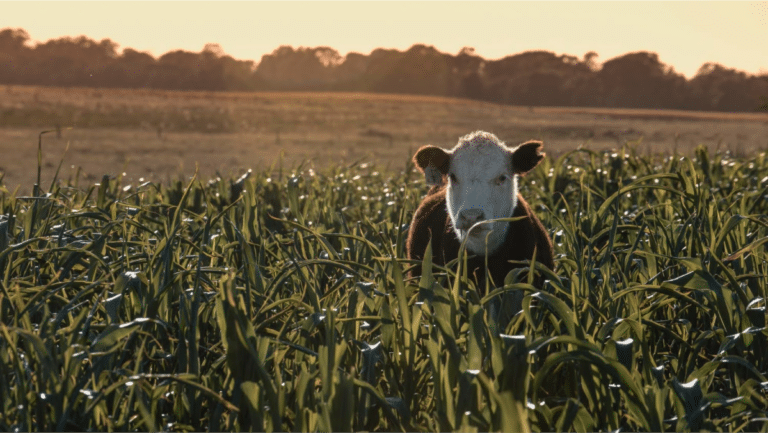 What Are The Benefits of Mixed Farming?