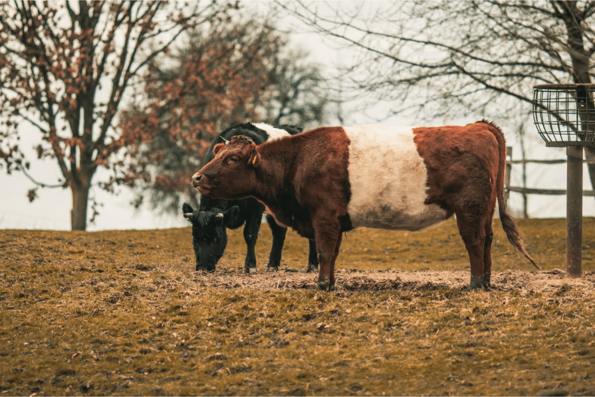 Two cows grazing in a field surrounded by trees in an autumn setting.