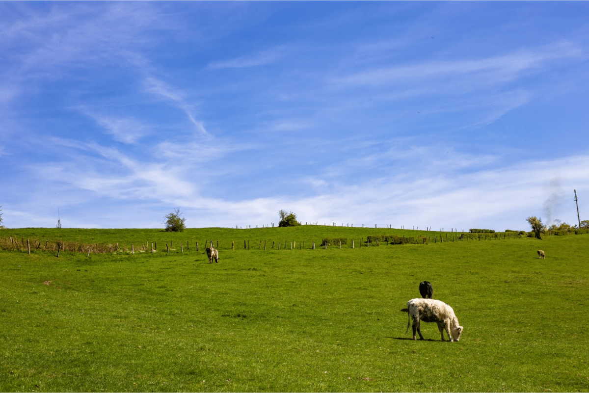 Wide green field with grazing cows under a bright blue sky.