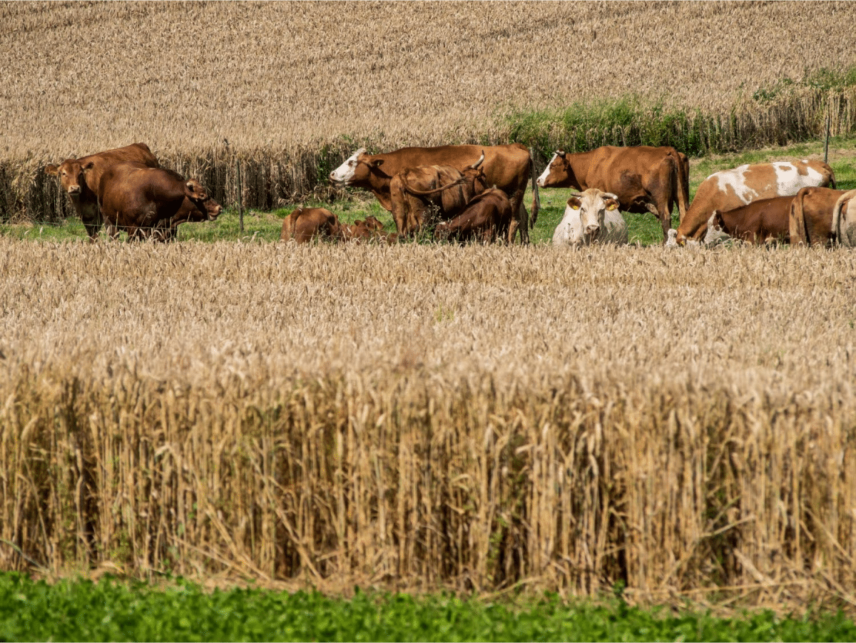 A herd of cows grazing near a golden wheat field.