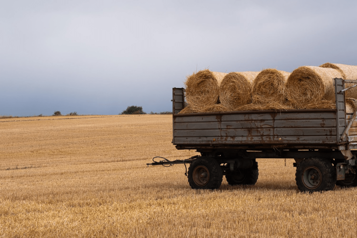 A trailer filled with rolled hay bales in a harvested field under a cloudy sky.