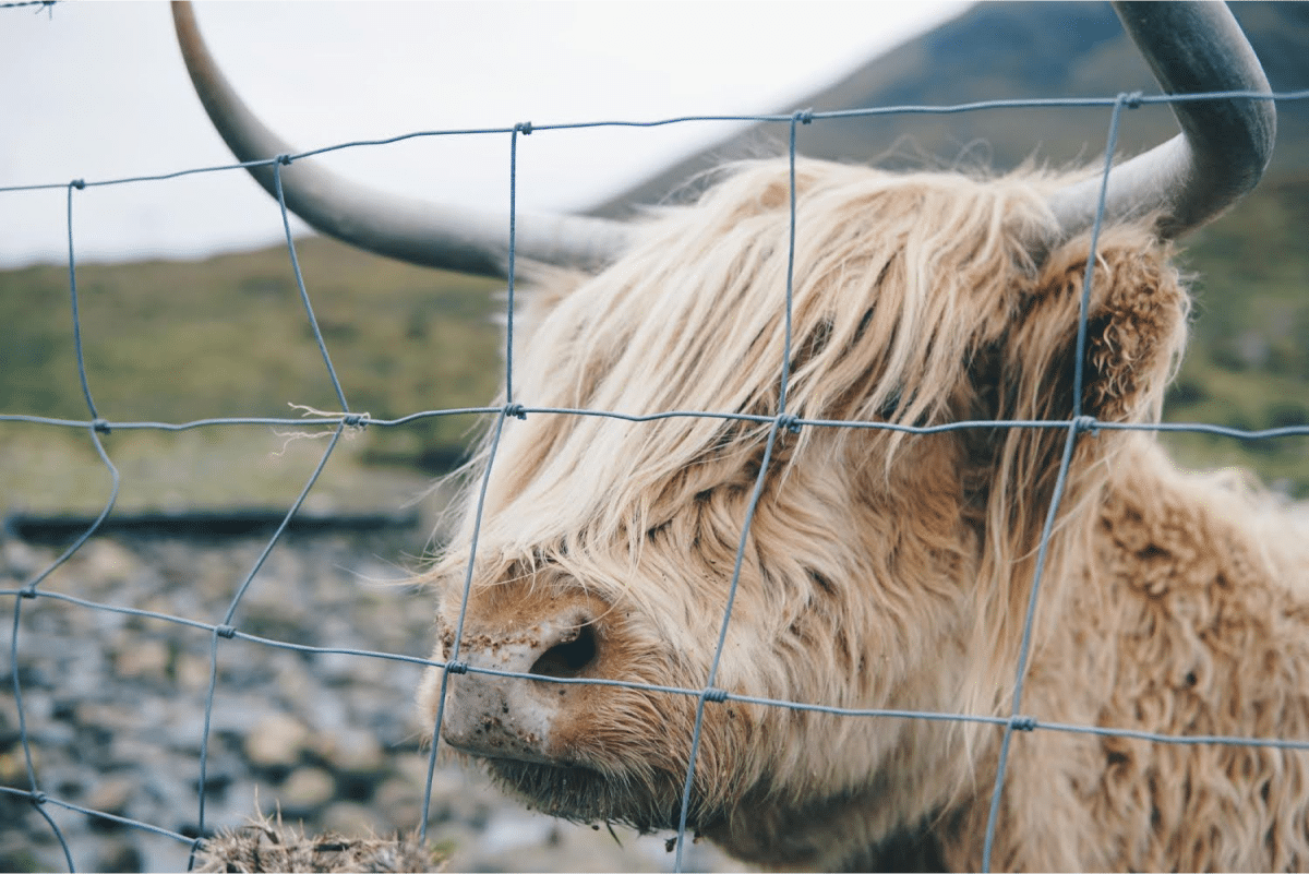 Close-up of a Highland cow with long hair and horns standing behind a wire fence.