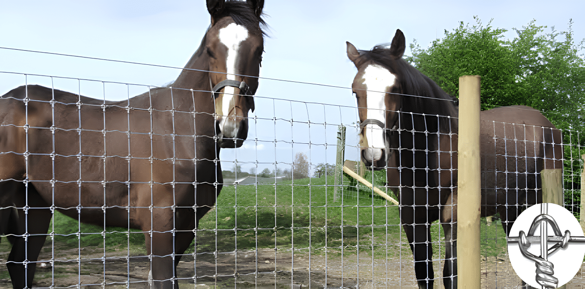 Two horses standing behind a wire fence in a grassy field.