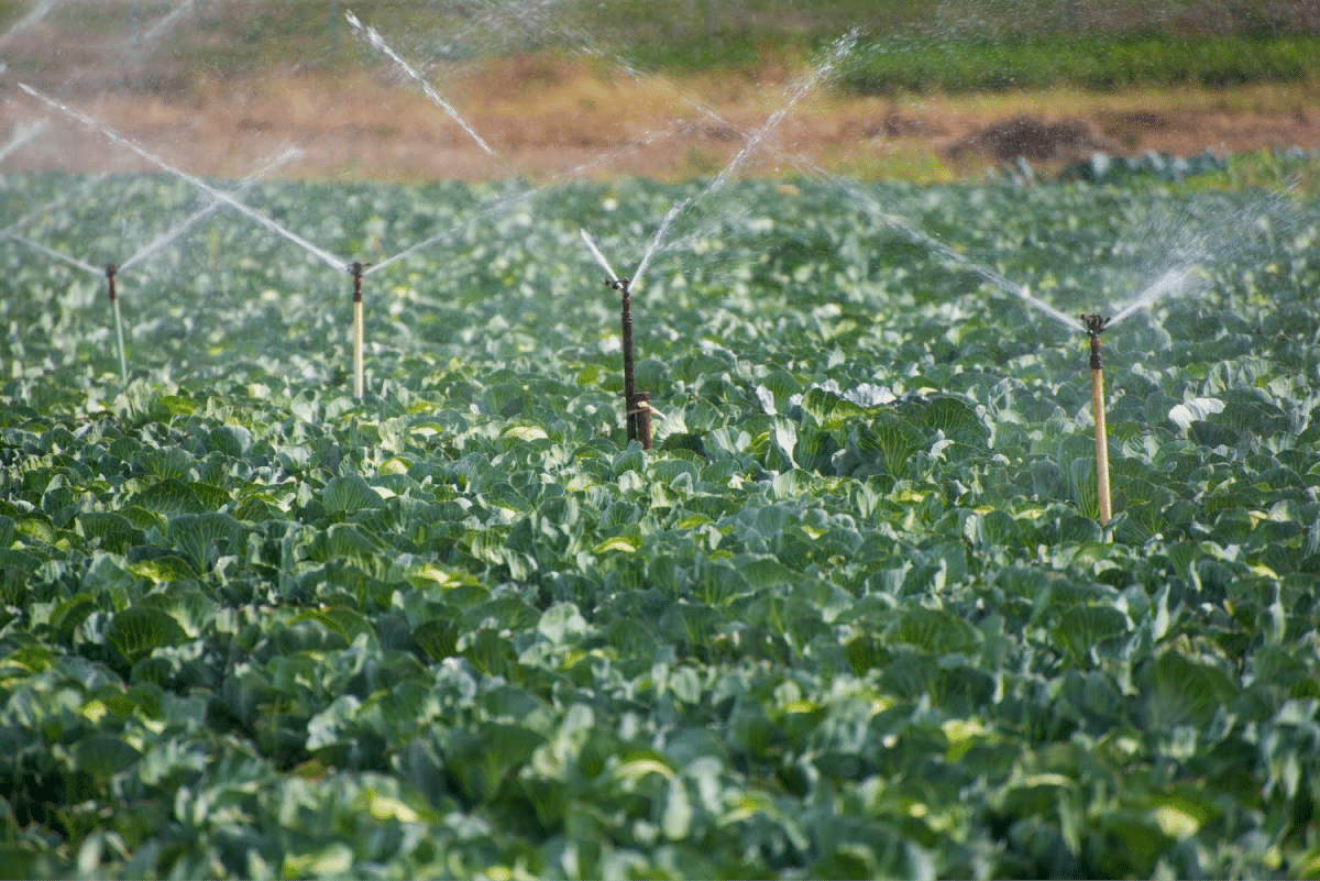 Irrigation sprinklers watering rows of cabbage plants in a farm field.