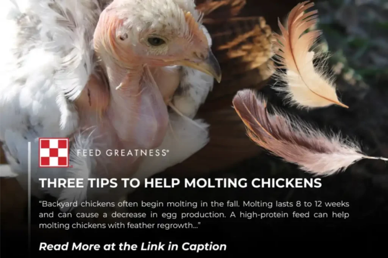 Chickens not laying eggs in backyard coop Texas
