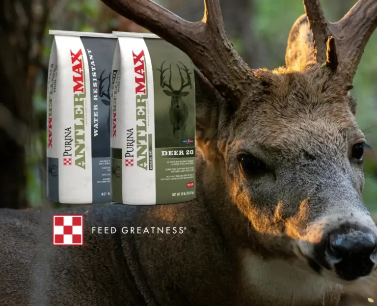 Blogs 20 Whitetail buck eating deer protein feed for antler growth Texas